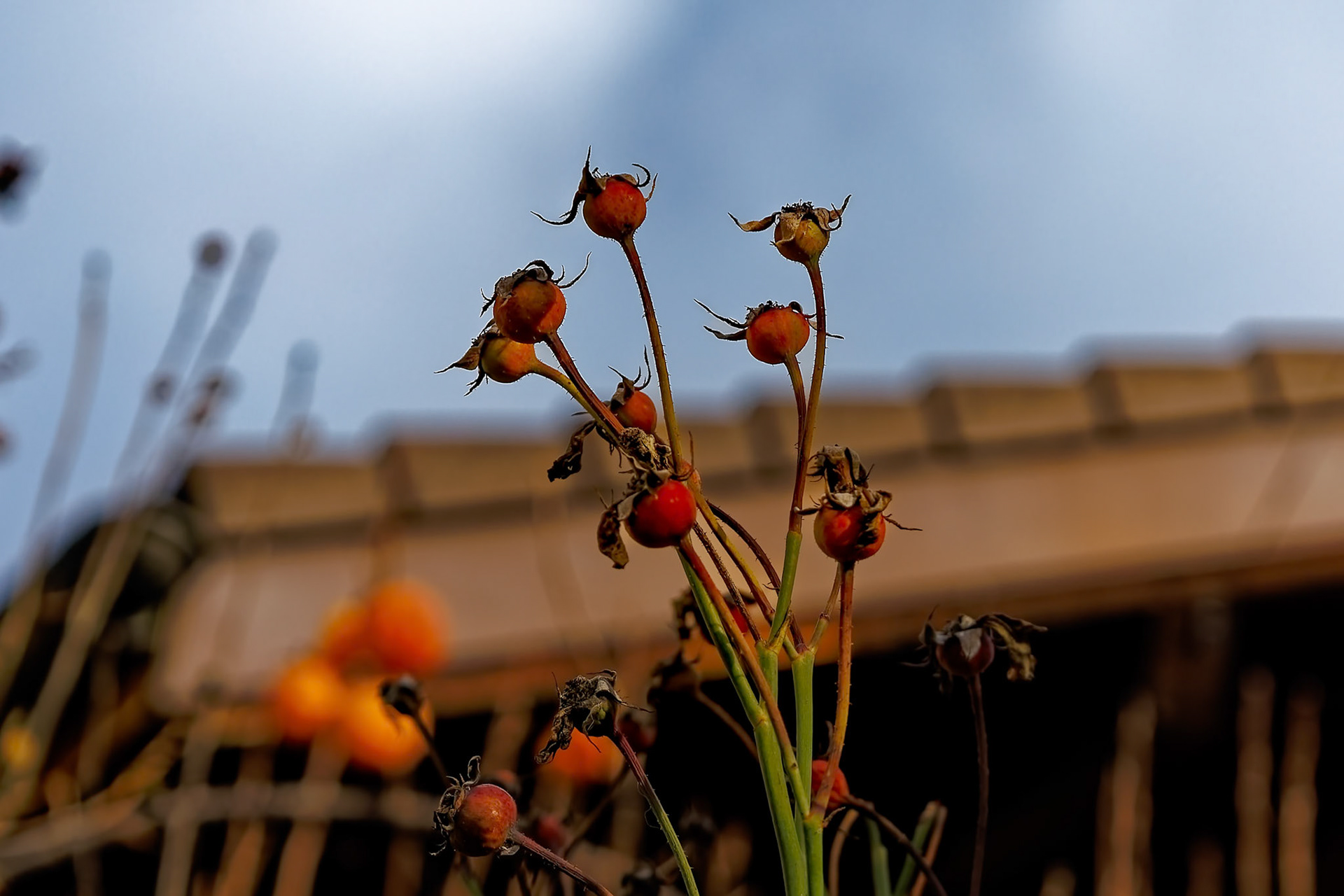 Bouton de roses