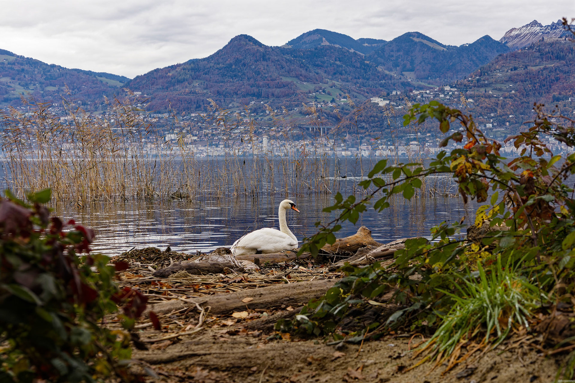 Cygne couvant