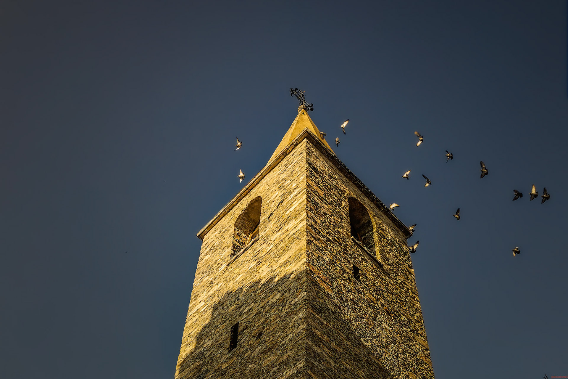 Pigeons du clocher de l'église de Muraz