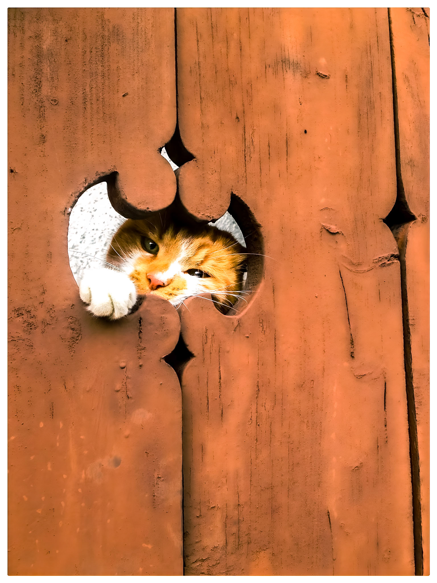 Maxou le chat