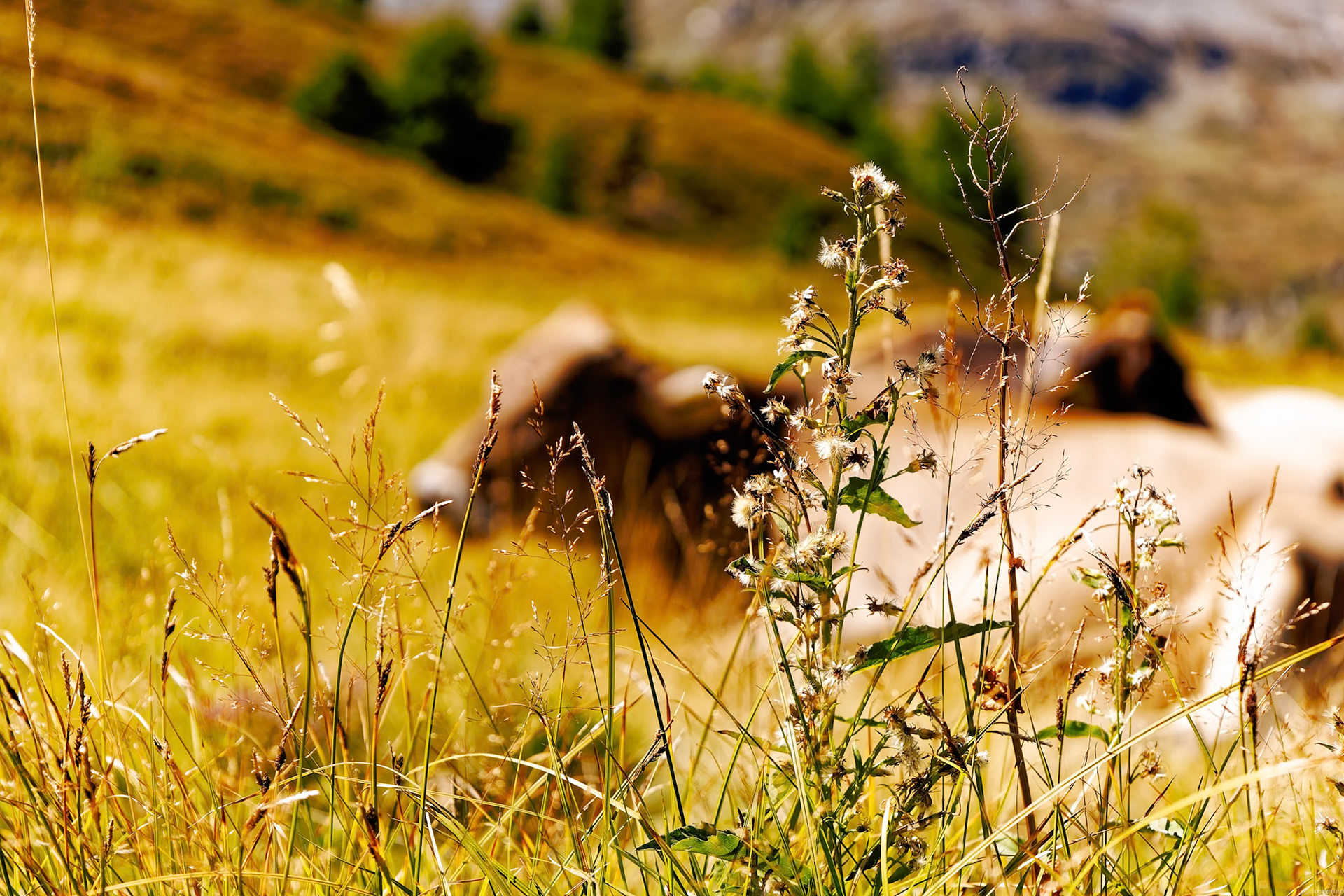 Vache floutée