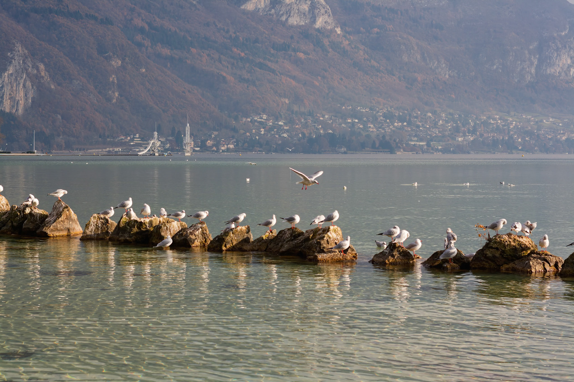 Mouettes