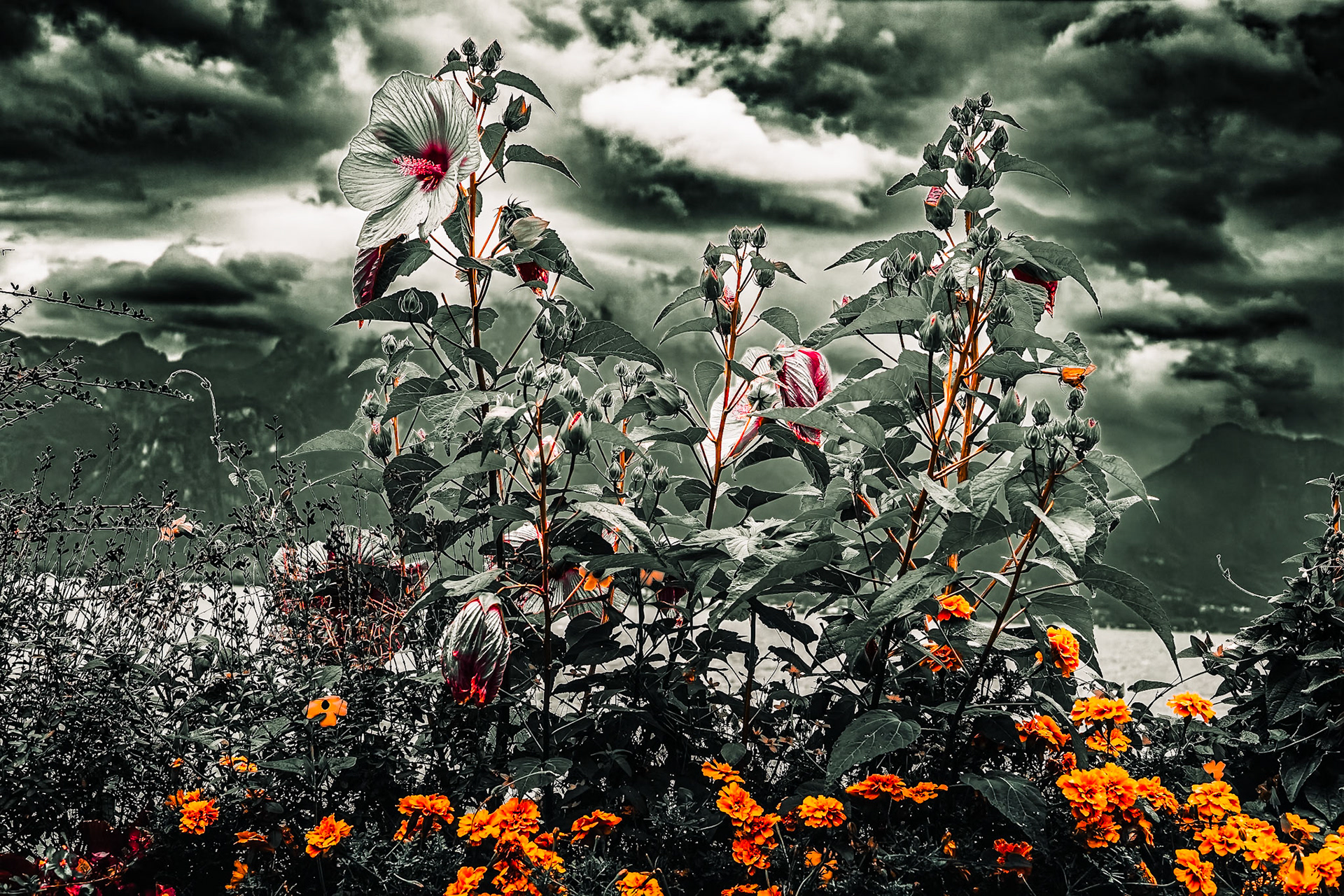 Bord de Lac à Vevey