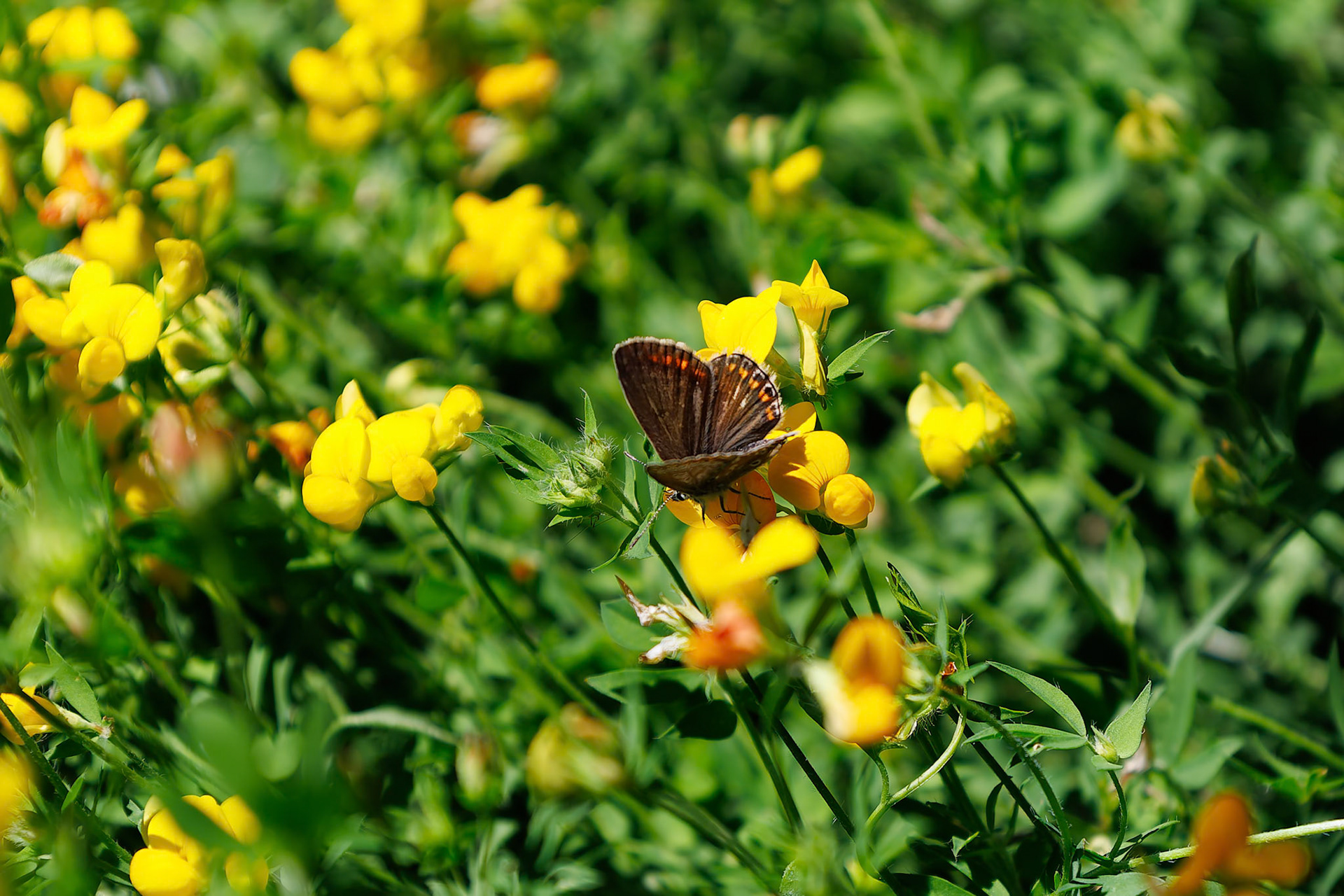 Papillon brun sur fleur jaune