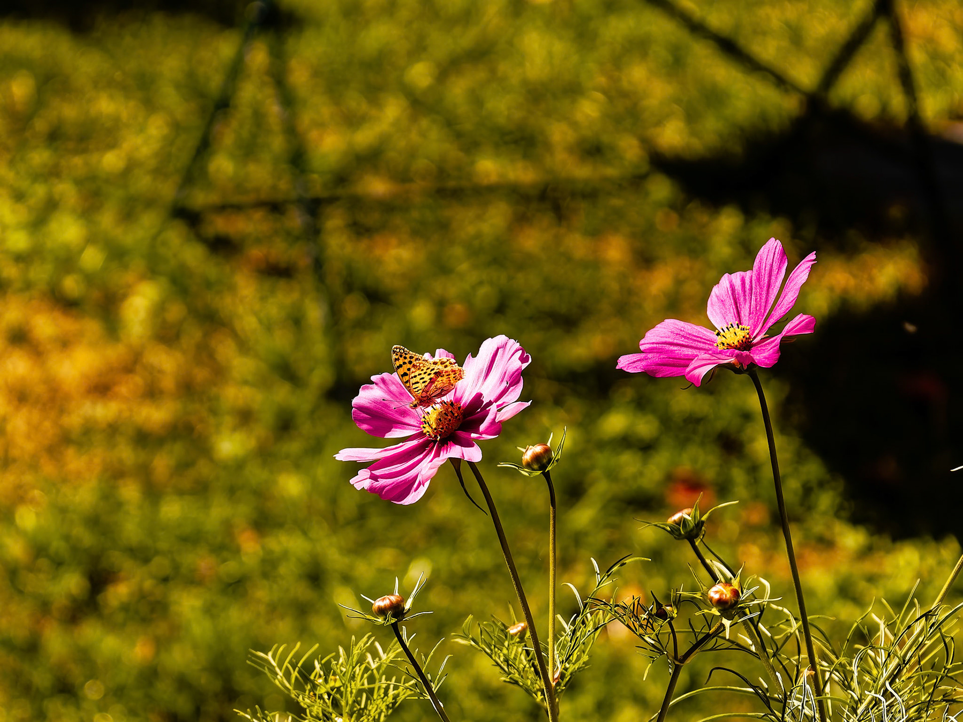 Un cosmos et son papillon