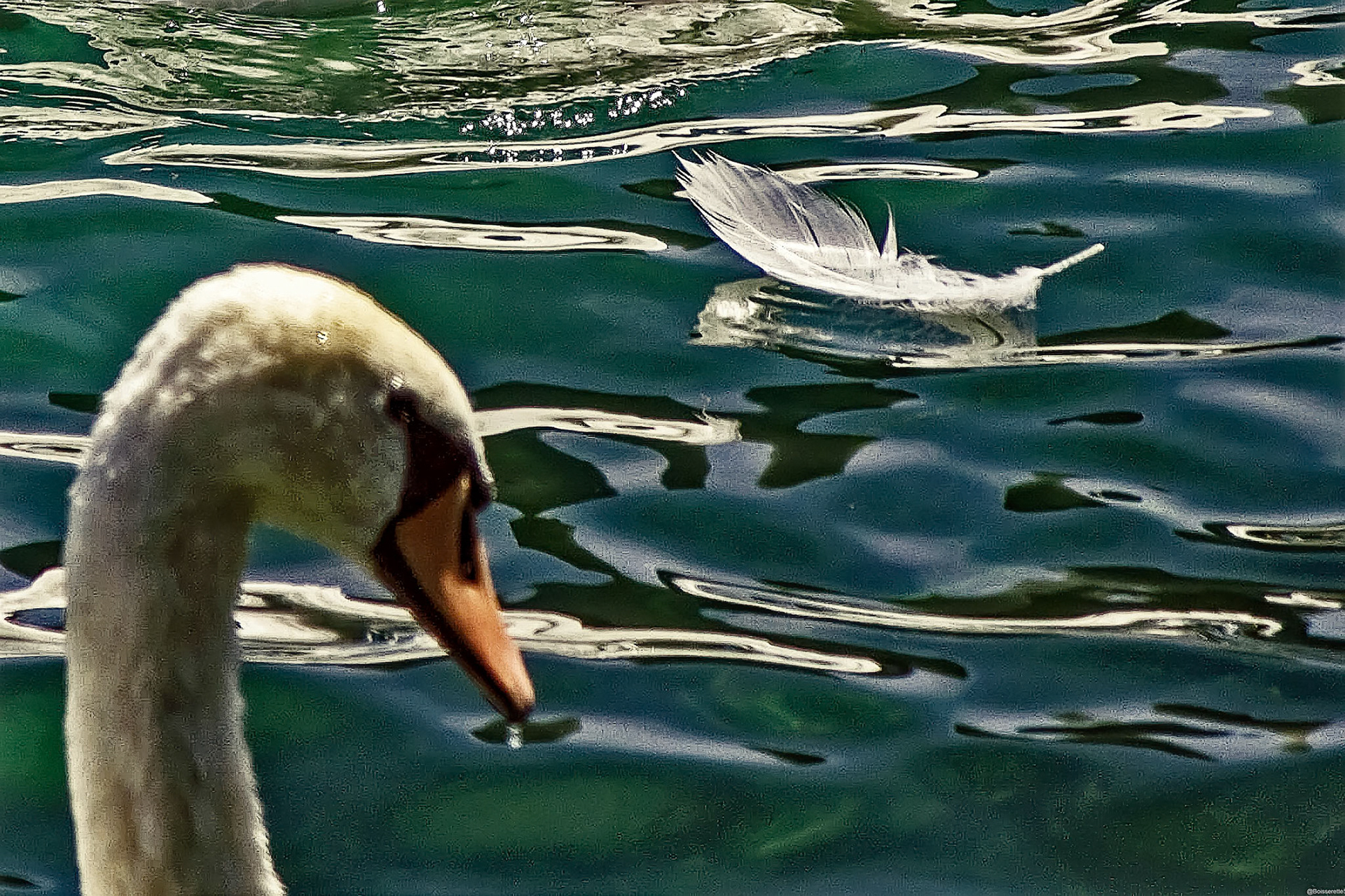 Plume du Cygne