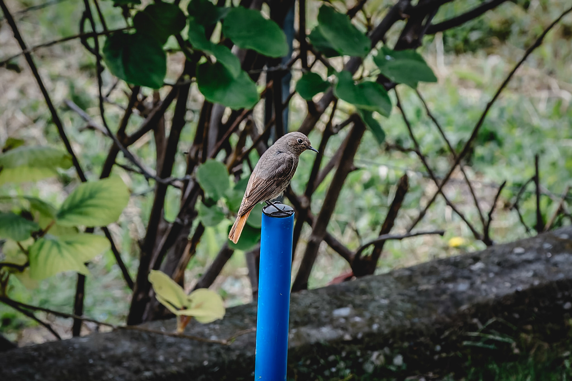 Oiseau