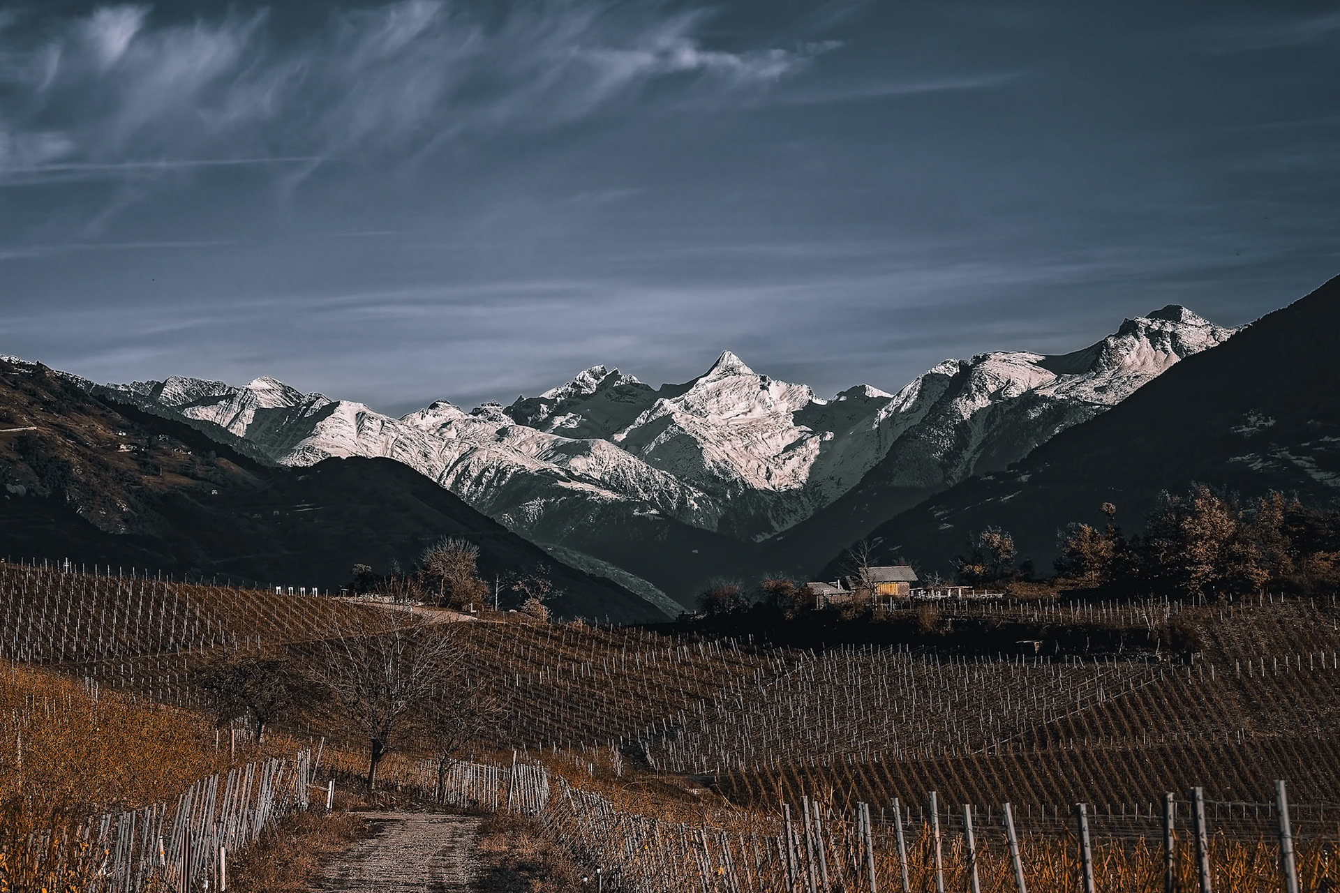 Vignes de Miège