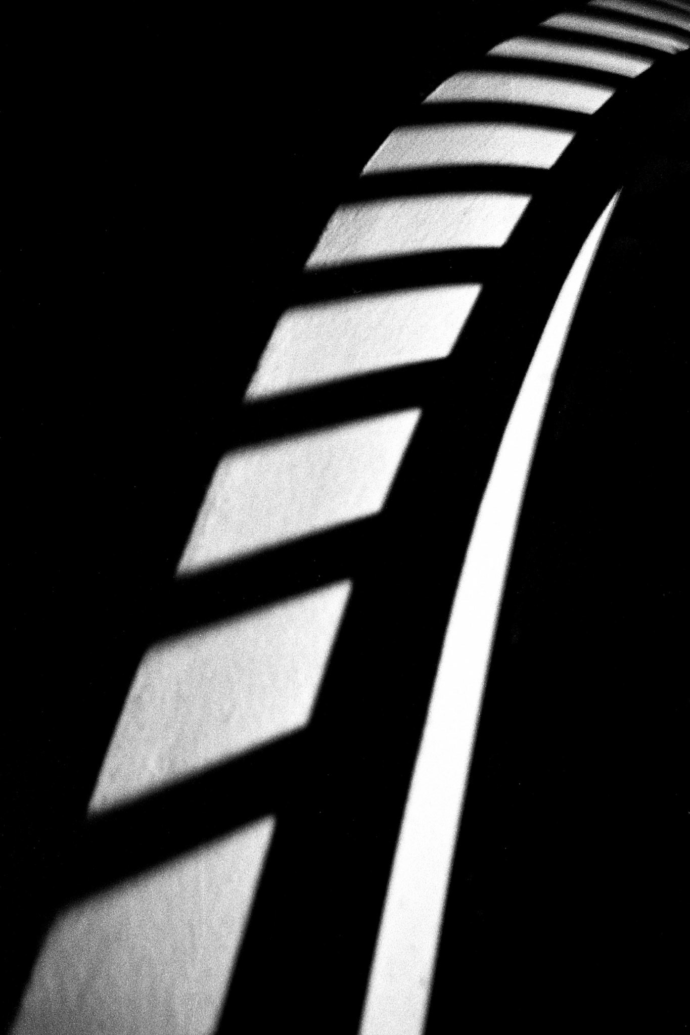 Urban Zebra