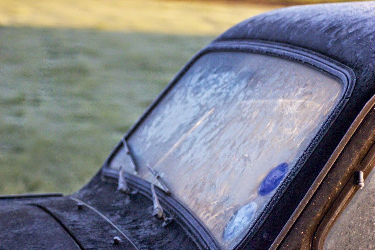 Percy on a frosty morning