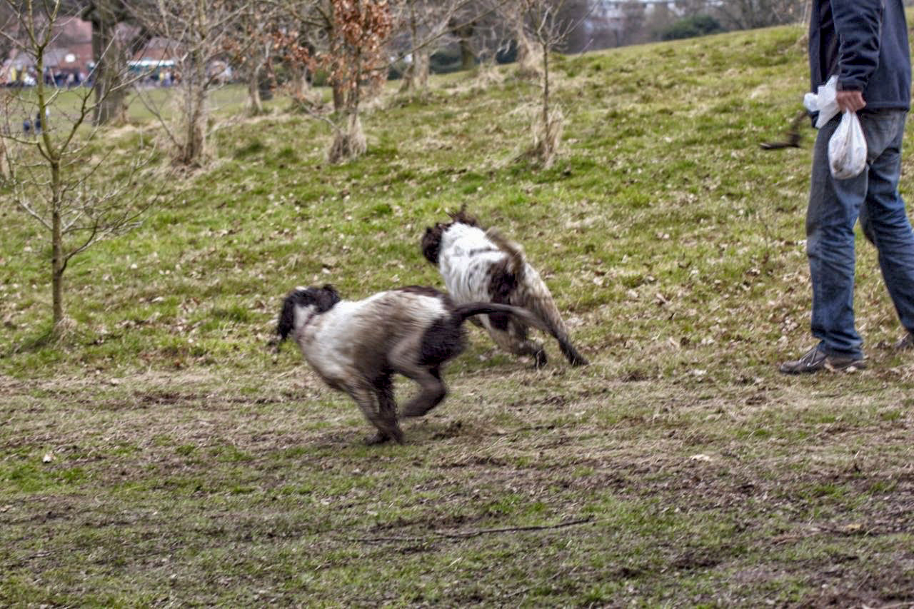 Pride of Longbridge 2013