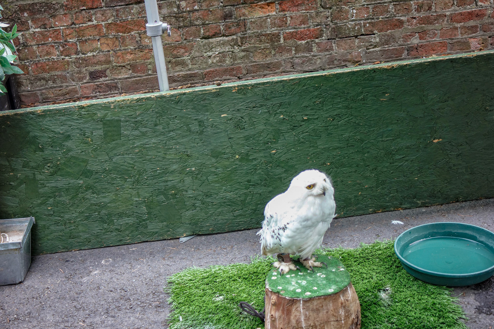 Pershore Plum Festival