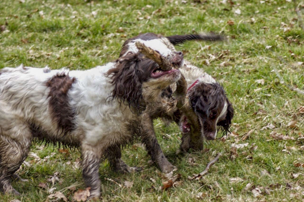 Pride of Longbridge 2013