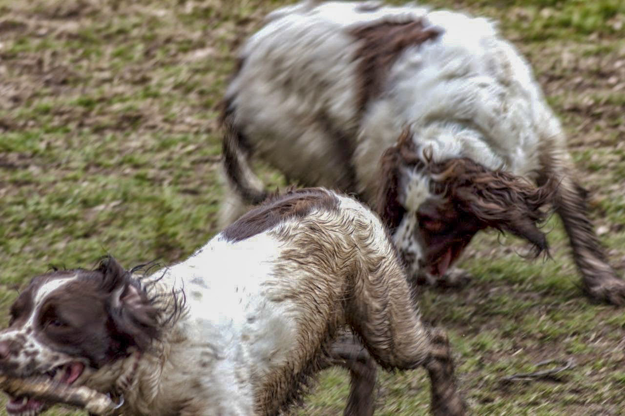 Pride of Longbridge 2013