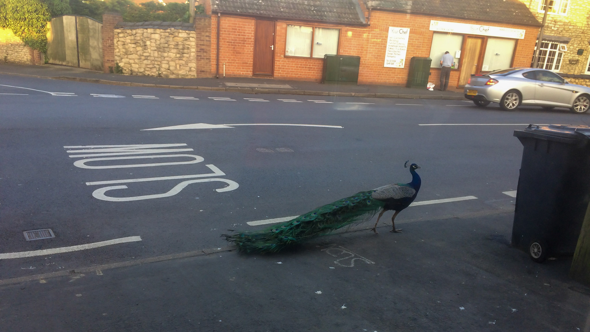 Peacock just wandering around