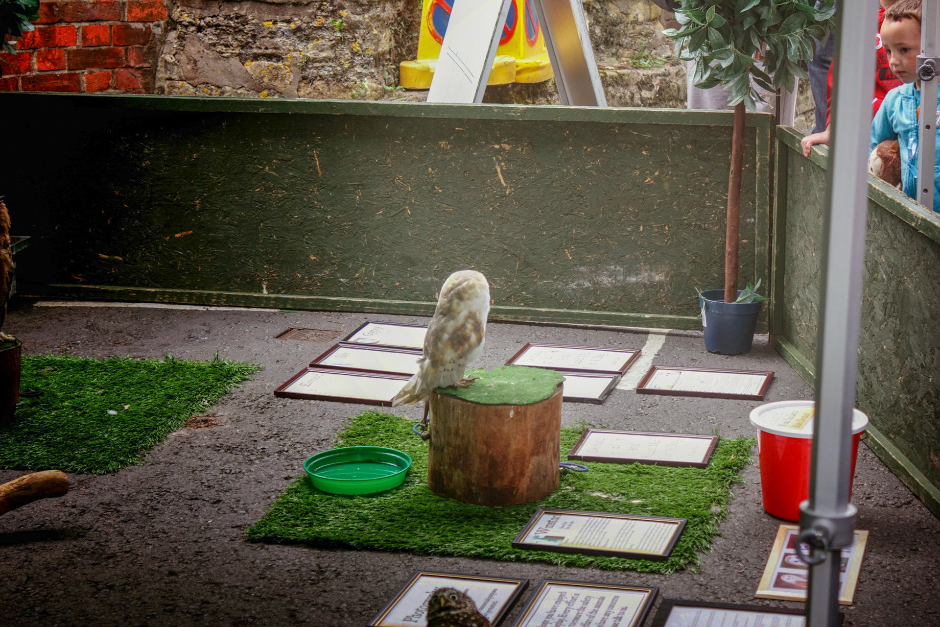 Pershore Plum Festival