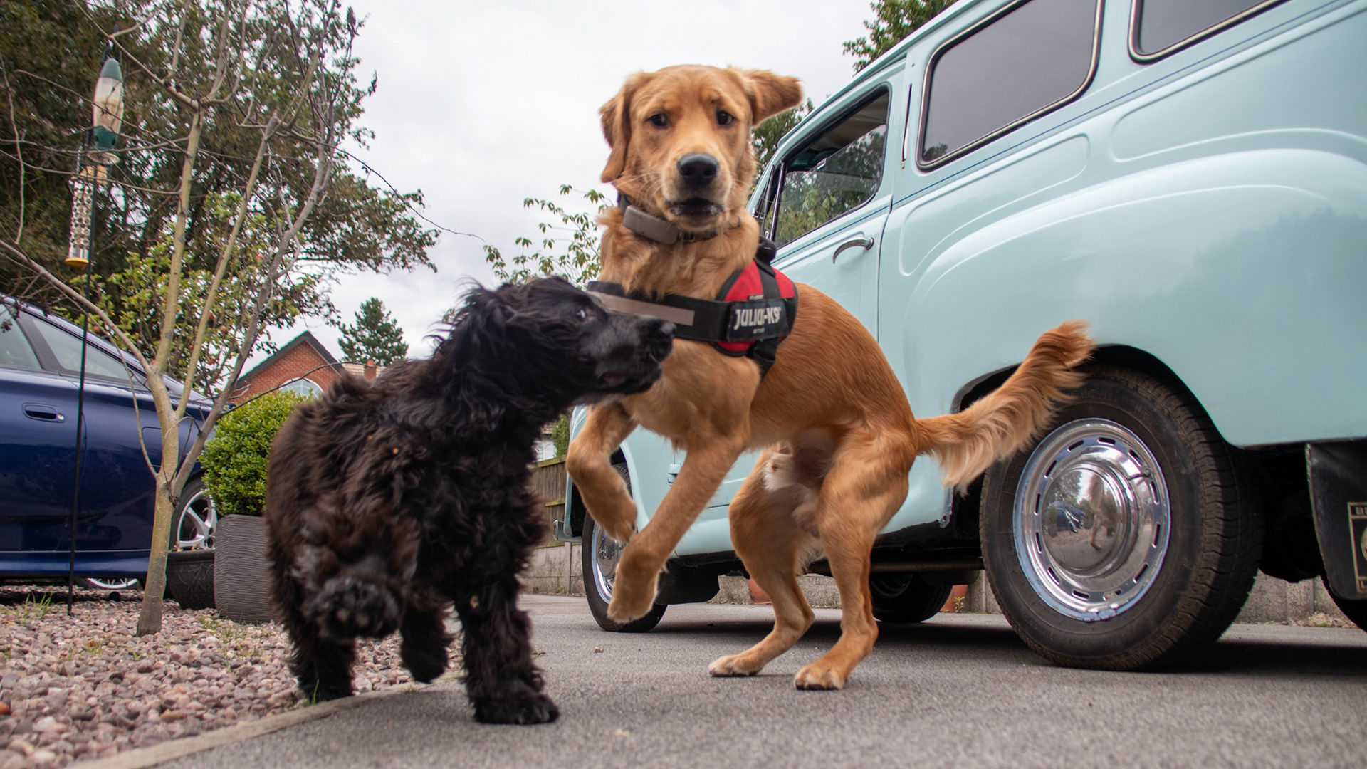 Finlay at 40 weeks old