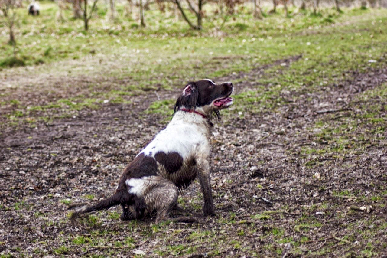 Pride of Longbridge 2013