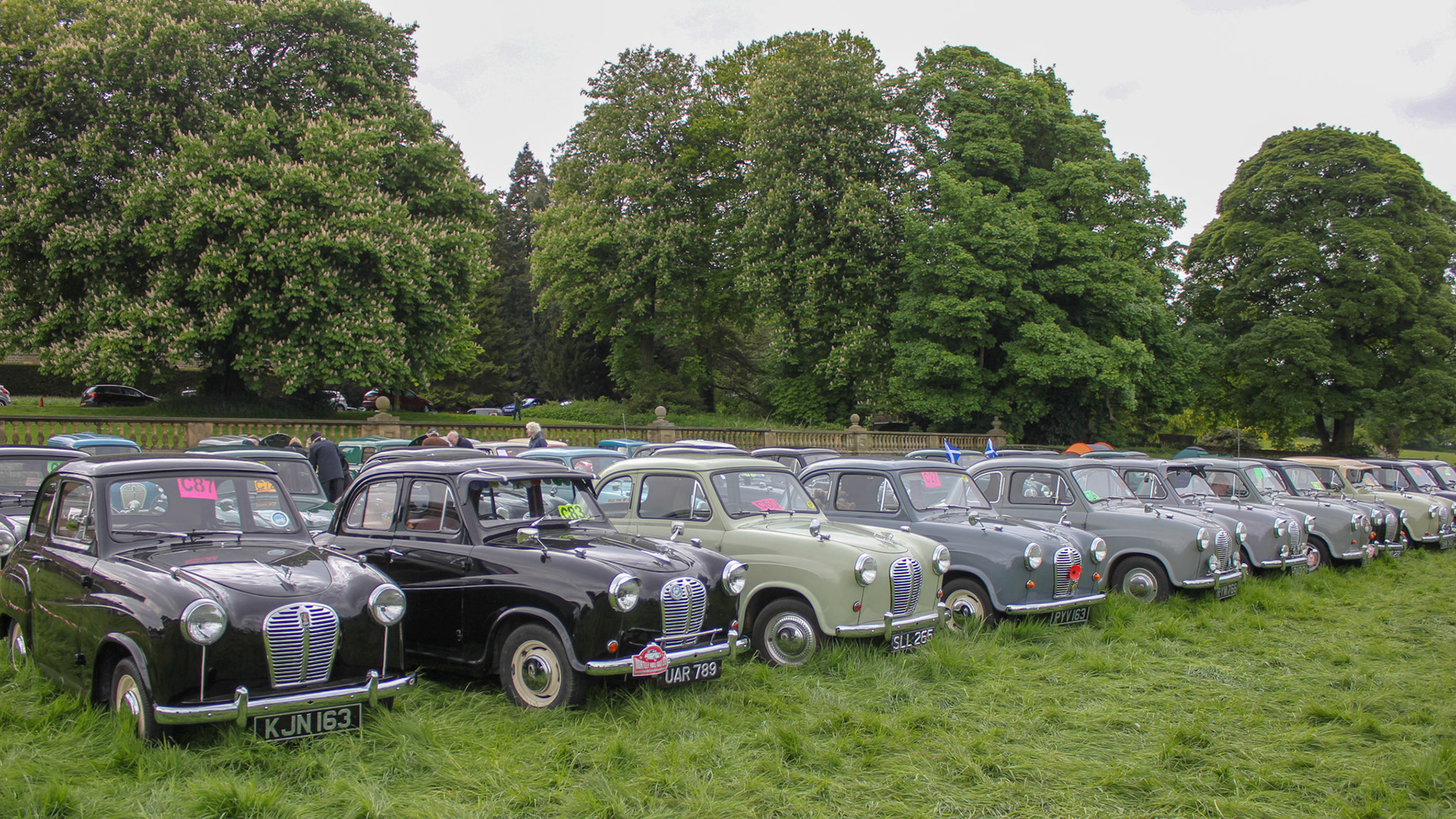 Loads of Austin at Austin A30-A35 Rally 2015 (Wortley)