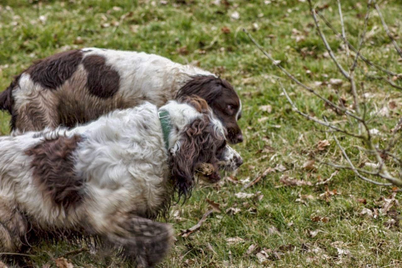 Pride of Longbridge 2013