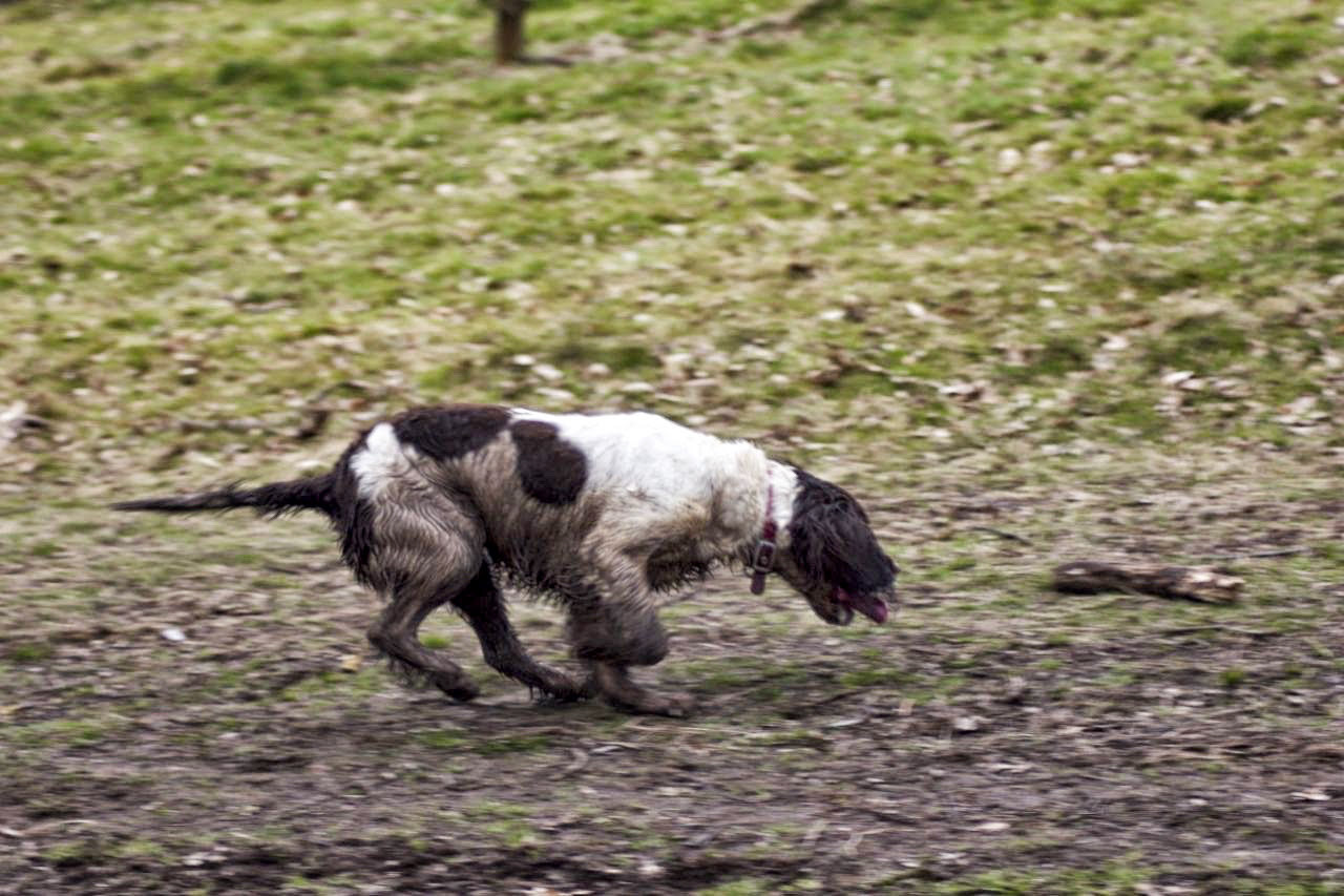 Pride of Longbridge 2013