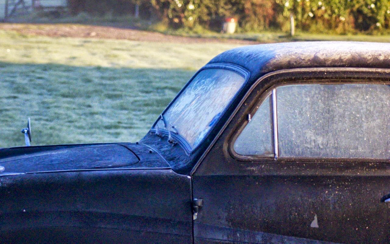 Percy on a frosty morning