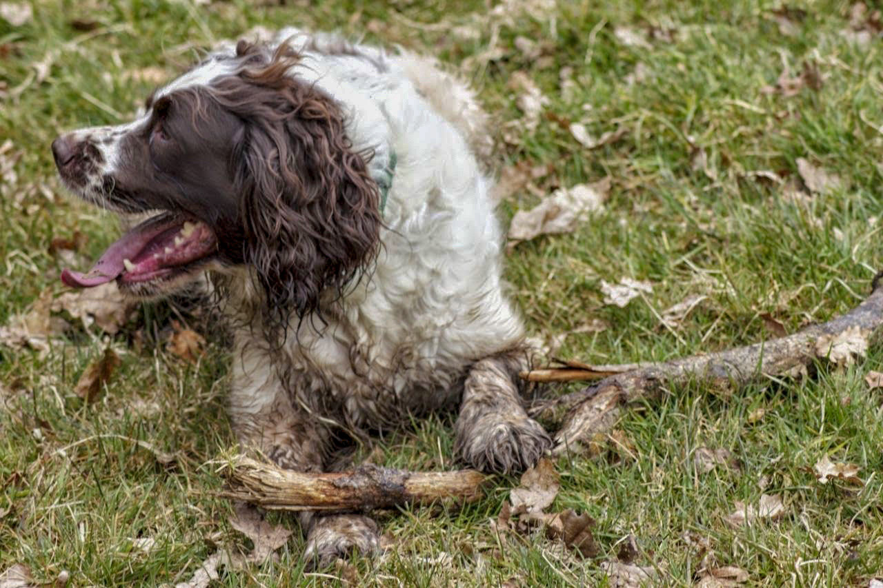 Pride of Longbridge 2013