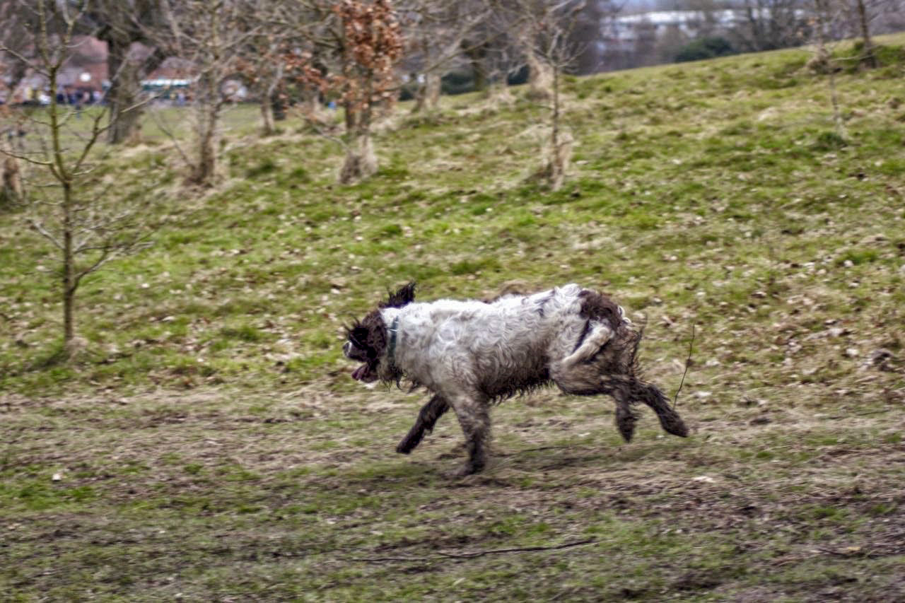 Pride of Longbridge 2013