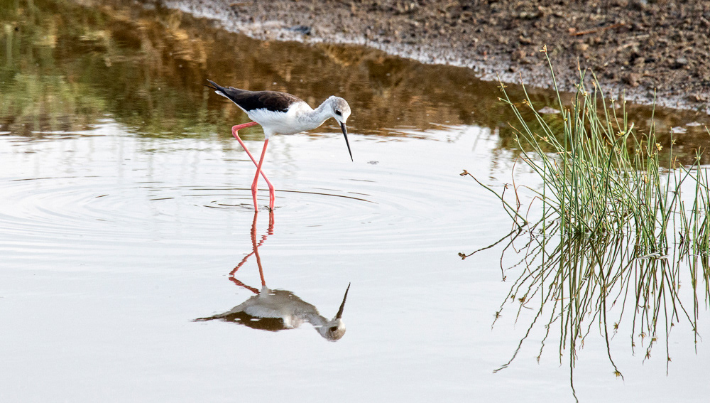 Black-winged Stilt