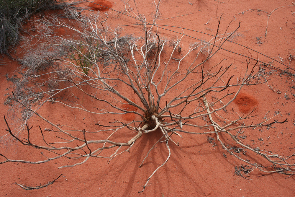 Uluru
