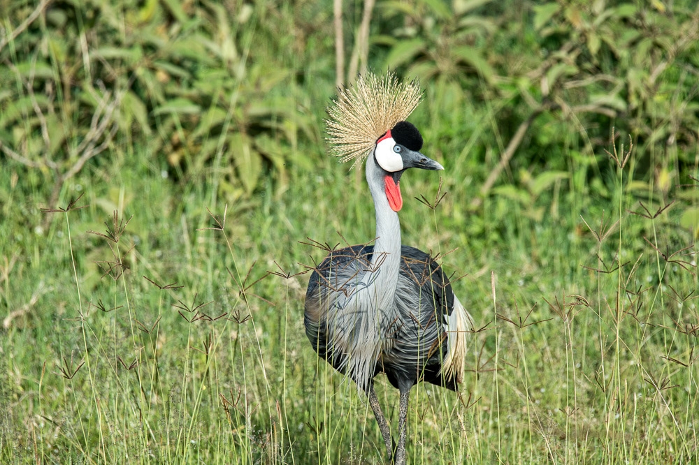 Grey Crowned Crane