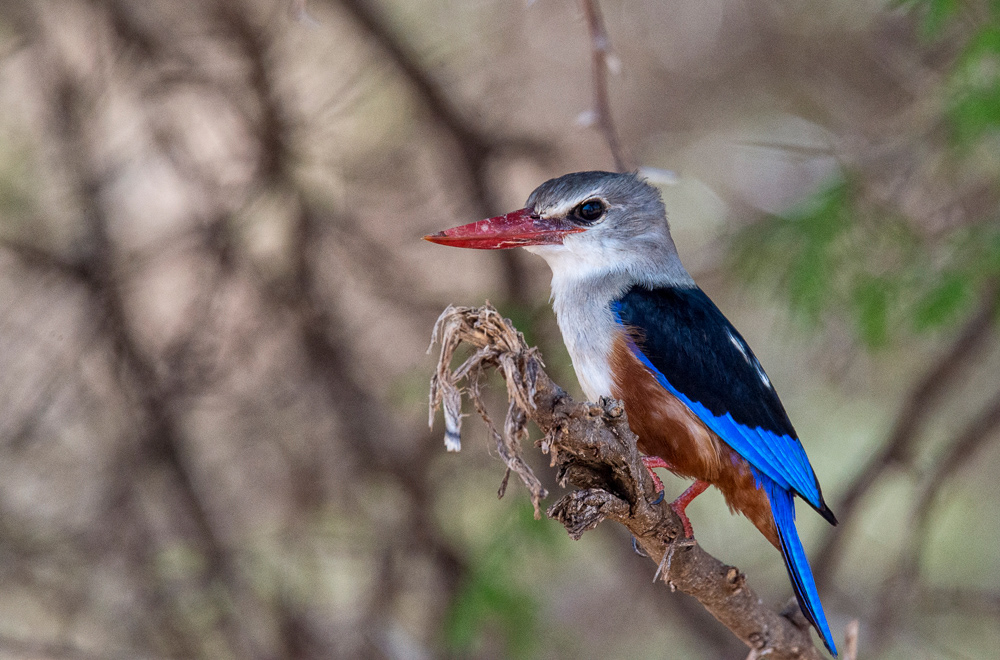 Grey-headed Kingfisher