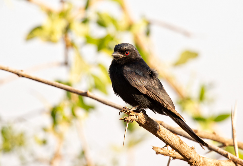 Fork-tailed Drongo