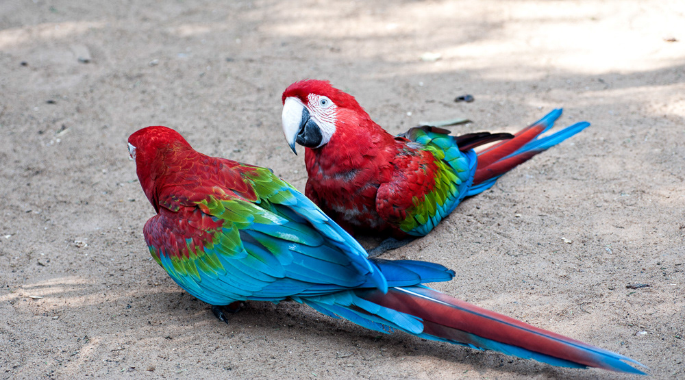 Green Winged Macaw