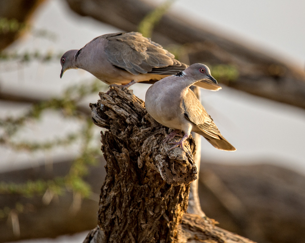 African Mourning Dove