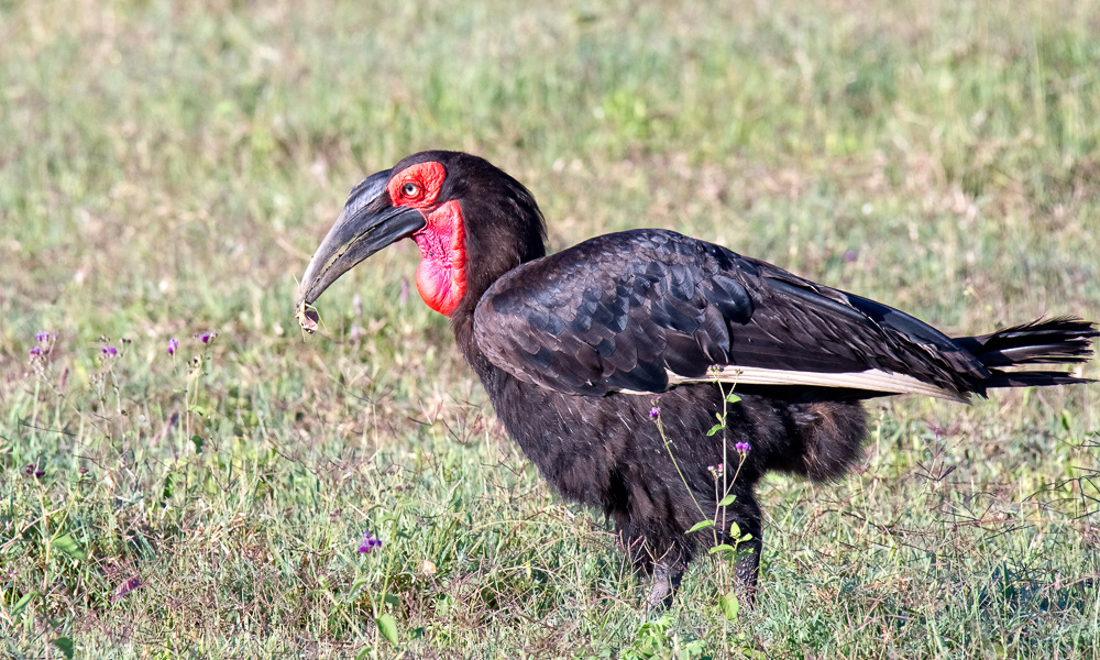 Southern Ground Hornbill