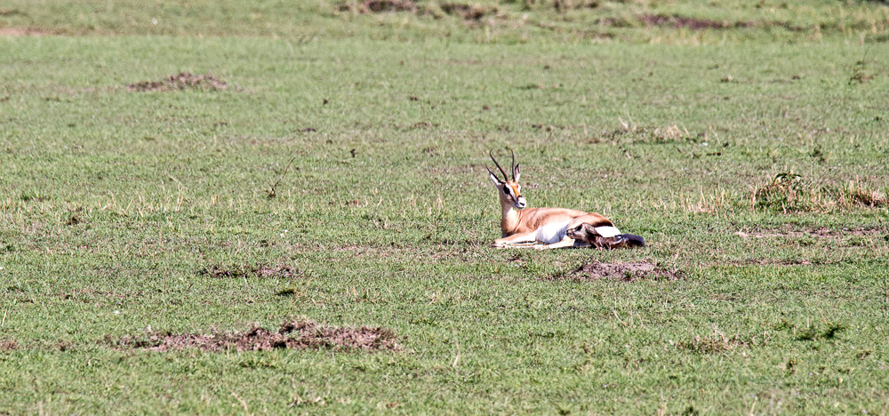 Thomson's Gazelle just given birth
