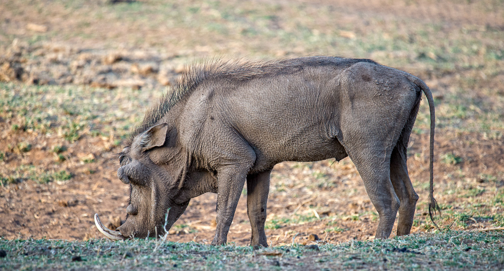 Warthog