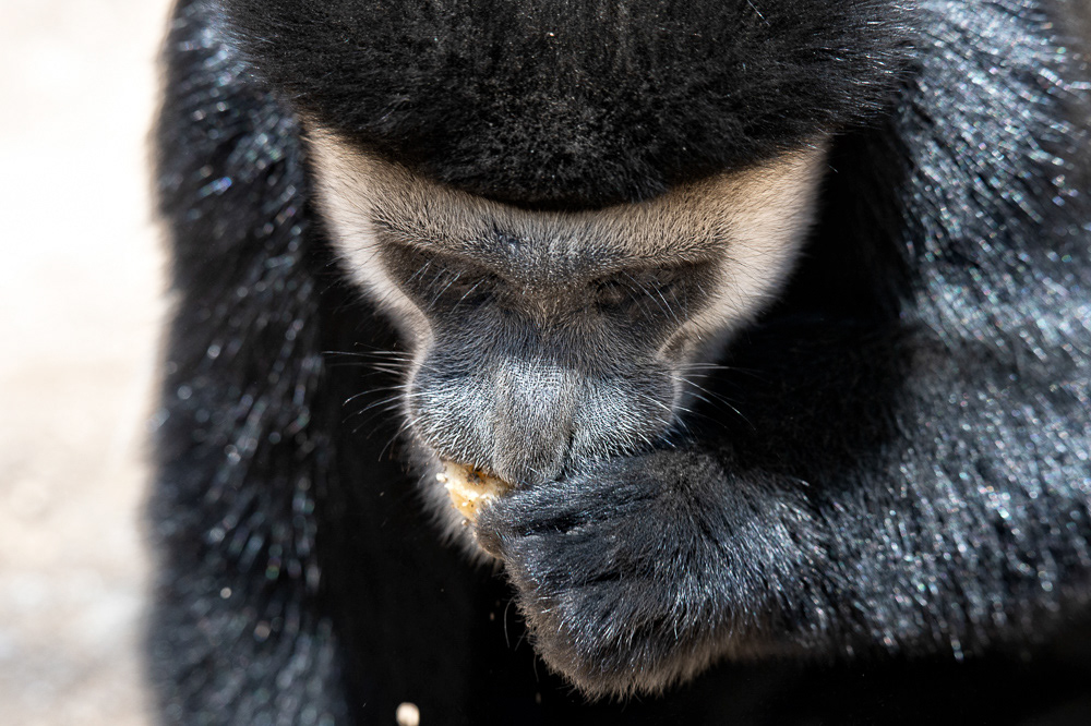 Colobus Monkey