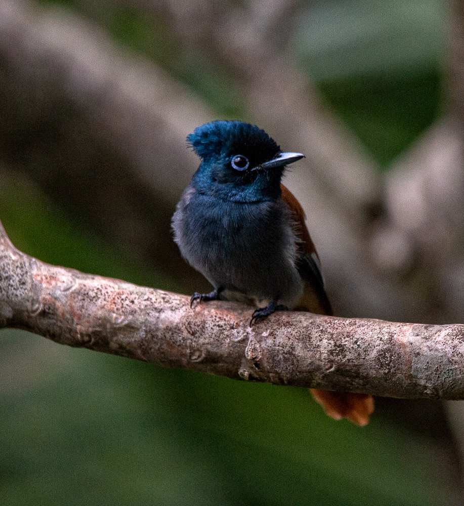 Paradise Flycatcher
