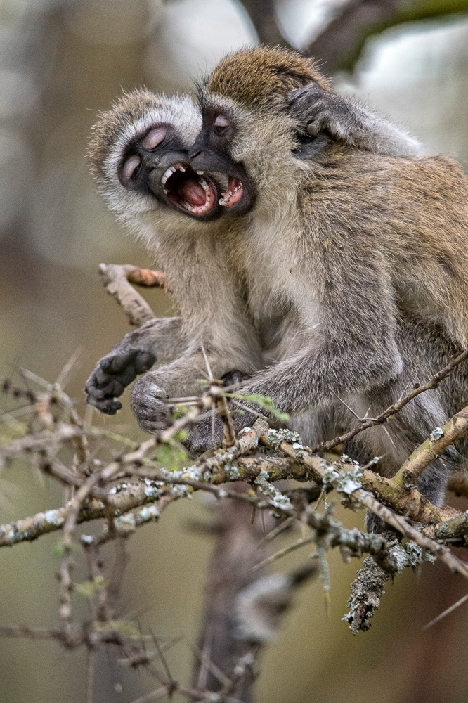 Vervet Monkey