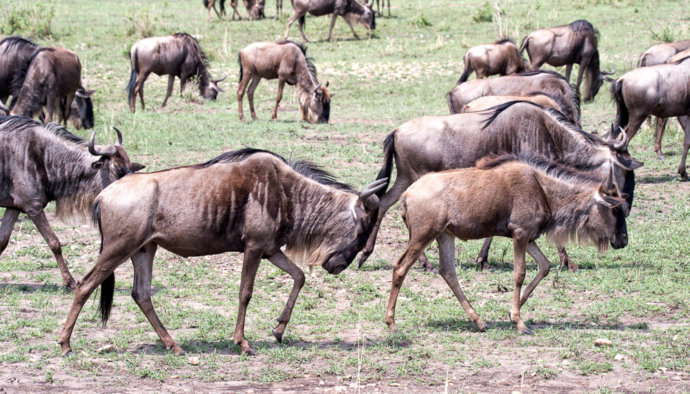 Wildebeest