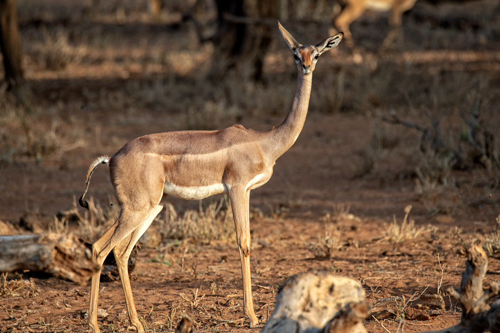 Gerenuk