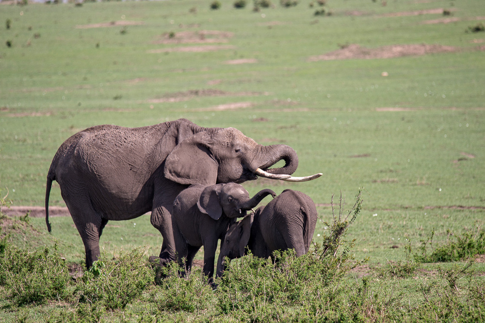 African Bush Elephant