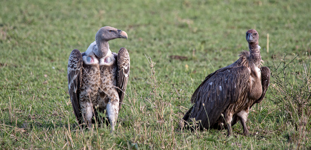 Ruppell's Vulture
