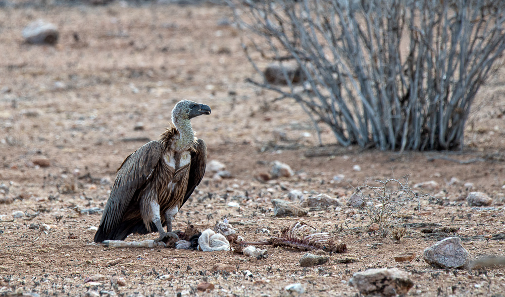 White-backed Vulture