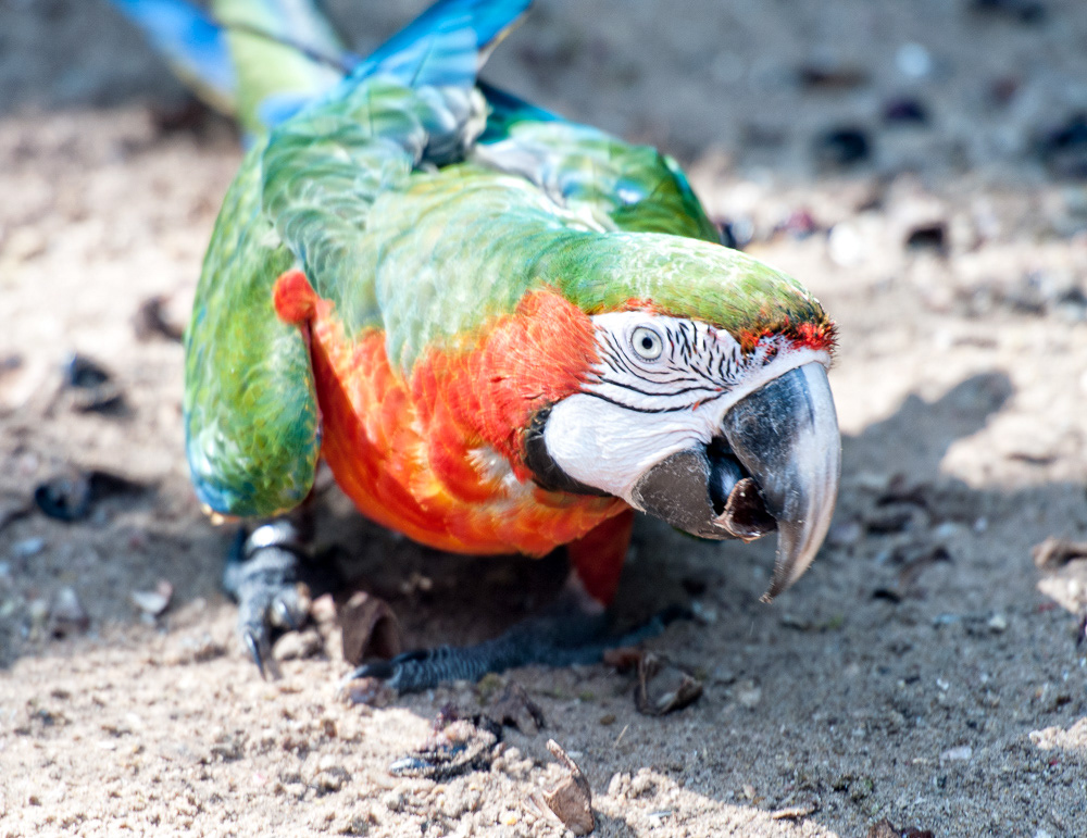 Green Winged Macaw