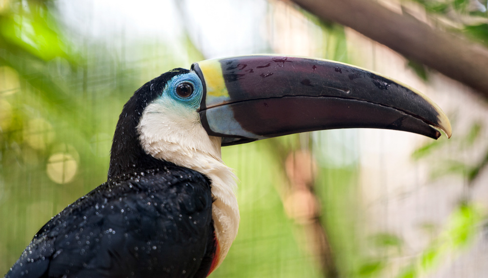 Cuvier's Toucan