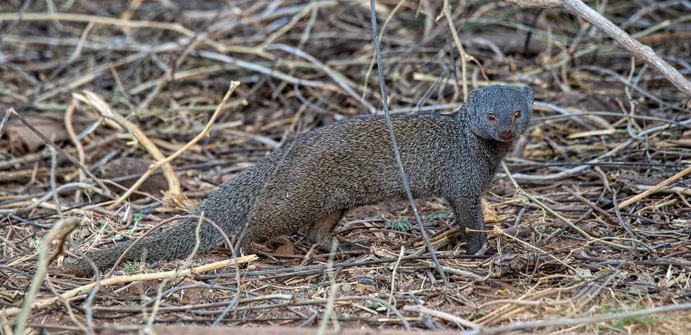 Mongoose