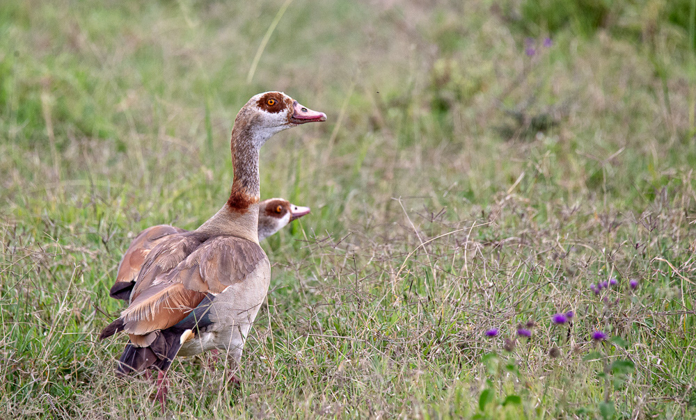 Egyptian Goose